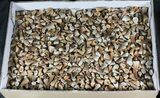 Lot - , Small Mosasaur Teeth #39230-1